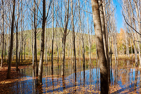 포토 JPG 해외이미지 나무 식물 계절 공원 백그라운드 잎 자연 하늘 사람없음 목재 가로 파란색 빛 노란색 맑음 성장 스페인 황금 상품 정상 숲 사자 큼 생태계 내추럴 생태학 해외포토 공공시설 교육 유럽 컬러 재료 포유류 날씨 크기 파일형식 이미지허브