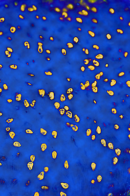 포토 JPG 해외이미지 백그라운드 과일 자연 추상 사람없음 파란색 빛 컬러풀 소프트포커스 만족 내추럴 섞기 해외포토 감정 컬러 무늬 촬영기법 생태계 파일형식 이미지허브