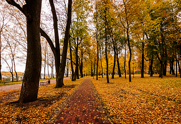 포토 JPG 해외이미지 주간 공원 단풍 낙엽 단풍나무 사람없음 야외 주황색 공원길 해외포토 자연요소 나무 공공시설 길 컬러 잎 파일형식 이미지허브