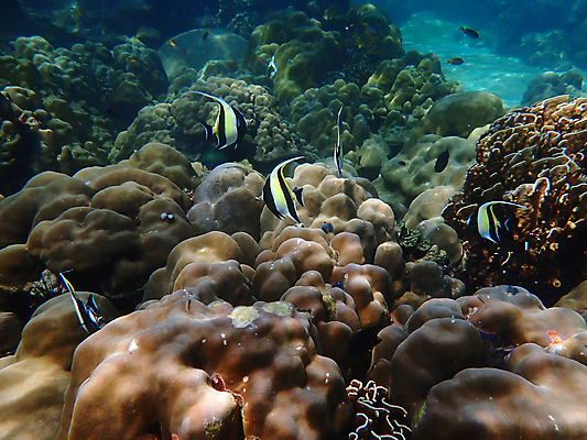 포토 JPG 해외이미지 동물 척추동물 야생동물 바다 자연 어류 풍경 사람없음 물 컬러풀 바닷속 수중 산호 생태계 다이빙 해외포토 자연요소 컬러 수영 수중동물 자포동물 수중스포츠 파일형식 이미지허브