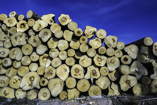 포토 JPG 해외이미지 나무 식물 산업 백그라운드 농업 부분 자연 하늘 사람없음 야외 목재 가로 파란색 갈색 쌓기 환경 맑음 에너지 시골 숲 장작 자르기 질감 날것 통나무 나무껍질 연료 잡동사니 내추럴 거짓말 땅바닥 벌목 삼림지대 생태학 수목 가문비나무 해외포토 교육 컬러 재료 모션 날씨 바닥 껍질 생태계 파일형식 이미지허브
