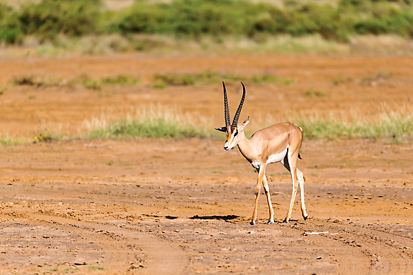 포토 JPG 해외이미지 동물 공원 남자 야생동물 포유류 아프리카 자연 초식동물 뿔 서기 사람없음 야외 갈색 게임 흰색 황무지 보호 방목 사파리 속도 영양 케냐 동쪽 내추럴 가젤 동물상 마사이족 사바나 세렝게티 승인 전국 탄자니아 해외포토 공공시설 나라 컬러 컨셉 모션 놀이 사람 조형물 축산업 방향 생태계 파일형식 이미지허브