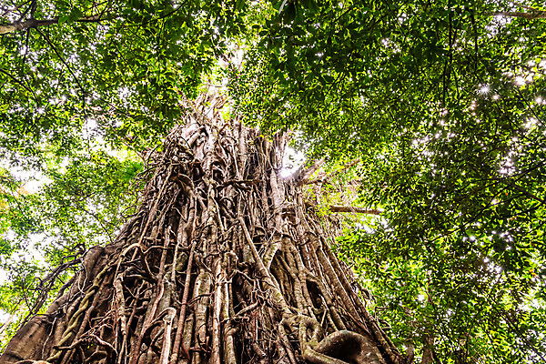 포토 JPG 해외이미지 나무 식물 공원 여행 잎 자연 국립공원 사람없음 야외 목재 가로 세로 초록색 관광지 컬러풀 갈색 환경 커튼 황무지 호주 숲 큼 열대우림 질감 뿌리 포도나무 나무껍질 무화과 내추럴 돌무덤 옛날 해외포토 공공시설 컬러 과일 재료 껍질 무덤 오세아니아 크기 과일나무 생태계 파일형식 이미지허브