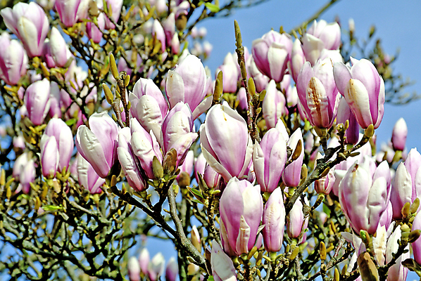 포토 JPG 해외이미지 주간 사람없음 야외 봄 목련 해외포토 자연요소 계절 꽃 파일형식 이미지허브