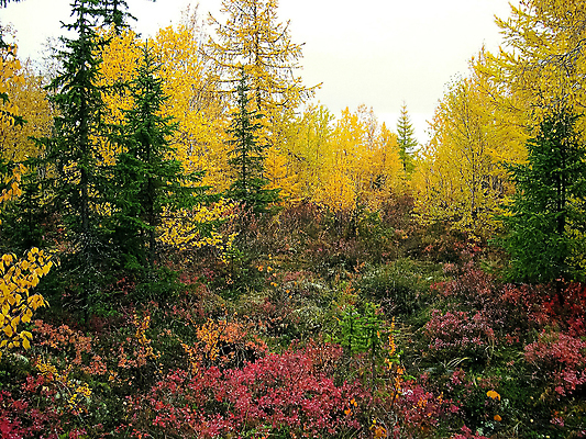 포토 JPG 해외이미지 나무 계절 공원 길 여행 백그라운드 잎 오렌지 자연 건조 파노라마 풍경 사람없음 야외 빨간색 초록색 물 강 컬러풀 노란색 평화 맑음 침묵 가을 나뭇가지 시골 시간 황금 숲 그림 러시아 진흙 삼림지대 시베리아 옛날 해외포토 자연요소 식물 공공시설 유럽 컬러 컨셉 과일 날씨 촬영기법 소리 생태계 파일형식 이미지허브