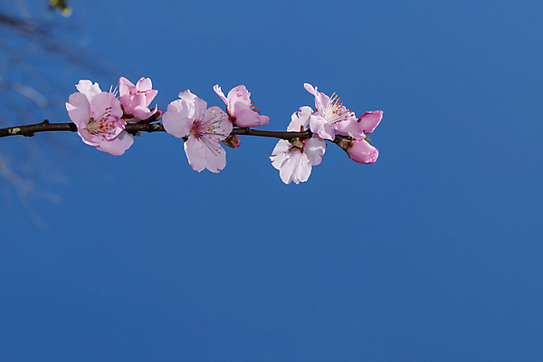 포토 JPG 해외이미지 주간 나무 매달리기 사람없음 야외 봄 벚꽃 나뭇가지 해외포토 자연요소 식물 계절 꽃 모션 파일형식 이미지허브