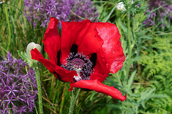 포토 JPG 해외이미지 식물 꽃잎 꽃 꽃다발 백그라운드 꽃무늬 밭 자연 사람없음 장식 빨간색 뷰티 장미 봄 신선 심볼 양귀비 내추럴 꽃수술 해외포토 계절 컬러 무늬 농업 생태계 파일형식 이미지허브