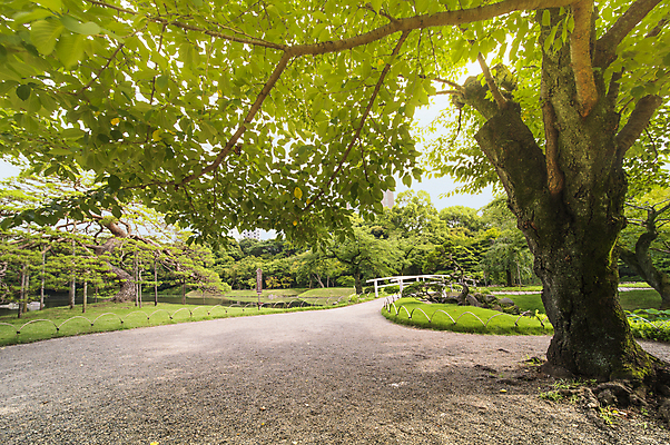 포토 JPG 해외이미지 주간 나무 구름 꽃 종교 호수 단풍 잎 불교 자연 하늘 아침 휴식 연꽃 풍경 사람없음 야외 건물 초록색 물 파란색 반사 새싹 정원 일본 봄 조약돌 소나무 체리 영혼 도쿄 조경 화단 분재 웅장함 해외포토 자연요소 식물 건축물 계절 아시아 컬러 컨셉 과일 돌_바위 생태계 파일형식 이미지허브