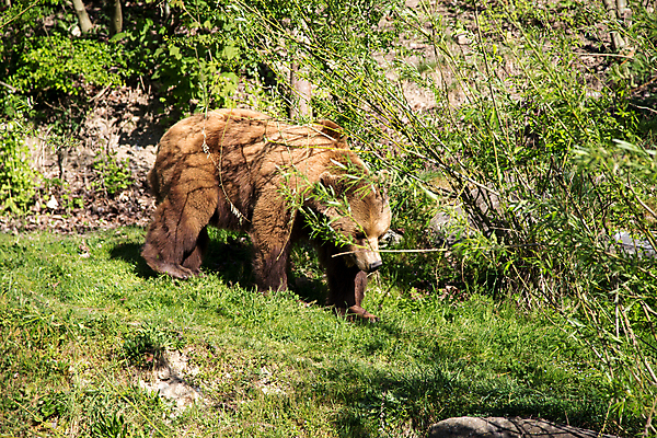 포토 JPG 해외이미지 동물 공원 유럽 야생동물 여행 곰 포유류 자연 털 동물원 사람없음 야외 갈색 힘 보호 위험 큼 심볼 스위스 육식동물 새장 내추럴 동물상 베른 힘찬 해외포토 공공시설 나라 컬러 컨셉 조형물 크기 생태계 케이지 파일형식 이미지허브
