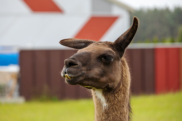 포토 JPG 해외이미지 동물 응시 여행 포유류 자연 털 서기 사람없음 초록색 농장 갈색 머리 시골 부드러움 폴란드 내추럴 라마 알파카 해외포토 시선 유럽 컬러 농업 모션 신체부위 감각 생태계 파일형식 이미지허브