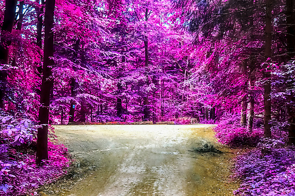 포토 JPG 해외이미지 나무 구름 디자인 공원 호수 분홍색 잎 패턴 자연 벽지 하늘 추상 파노라마 동양인 풍경 사람없음 야외 목재 초록색 물 여름 파란색 강 뷰티 반사 노란색 평화 사각형 봄 벚꽃 가을 시골 숲 타일 질감 정사각형 모자이크 공상 마법 적외선 해외포토 자연요소 도형 식물 계절 공공시설 꽃 컬러 컨셉 무늬 재료 촬영기법 인종 생태계 파일형식 이미지허브