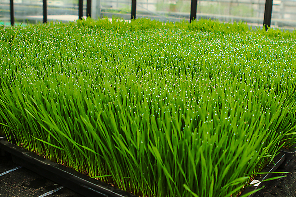 포토 JPG 해외이미지 식물 라이프스타일 손 남자 음식 백그라운드 잎 다이어트 비즈니스 손가락 자연 노동자 건강 관리 잔디 사람없음 가로 초록색 정원 주스 봄 장비 성장 공구 신선 업무 작업 칼날 자르기 밀 먹기 유기농 원예 날것 내추럴 다듬기 돌봄 원예사 조작 채식주의자 해외포토 직업 웰빙 계절 음료 컬러 모션 곡류 사람 취미 생활 신체부위 도구 생태계 채식 파일형식 이미지허브