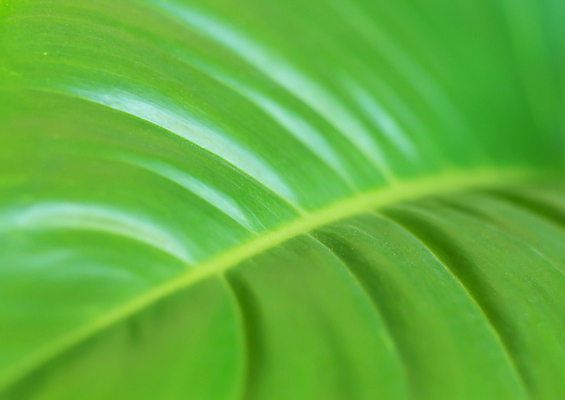 포토 JPG 해외이미지 모양 식물 계절 백그라운드 컨셉 잎 패턴 자연 추상 나선형 사람없음 초록색 여름 빛 뷰티 환경 정원 봄 성장 신선 닫기 묘사 에코 유기농 질감 내추럴 블러 생태학 해외포토 웰빙 교육 컬러 무늬 모션 생태계 파일형식 이미지허브