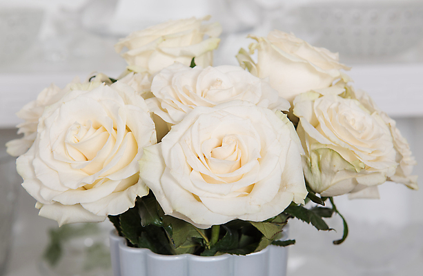 포토 JPG 해외이미지 식물 기념일 꽃잎 꽃 꽃다발 결혼 백그라운드 잎 꽃무늬 자연 결혼식 휴가 발렌타인데이 선물 사랑 사람없음 장식 뷰티 장미 꽃병 봄 벚꽃 흰색 축하 인사 신선 생일 개화 큼 다발 배열 크림 묘사 열정 내추럴 해외포토 계절 감정 컬러 컨셉 무늬 데이이벤트 이벤트 예절 크기 생태계 파일형식 이미지허브