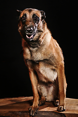 포토 JPG 해외이미지 동물 1 응시 행복 얼굴 백그라운드 포유류 털 성인 사람없음 파란색 반려동물 갈색 귀여움 검은색 흰색 표현 개 골든리트리버 강아지 모피 귀 육식동물 주둥이 보더콜리 송곳니 구걸 고립 기르기 시베리아 신앙심 유래 해외포토 시선 감정 컬러 컨셉 사람 신체부위 리트리버 치아 콜리 돌봄 파일형식 이미지허브