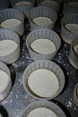 포토 JPG 해외이미지 음식 농업 자연 치즈 사람없음 농장 농경지 맑음 이탈리아 우유 흰색 시골 신선 양 맛 먹기 양고기 장인 산기슭 내추럴 밭일 해외포토 유럽 산업 컬러 컨셉 포유류 모션 날씨 유제품 산 육류 생태계 파일형식 이미지허브