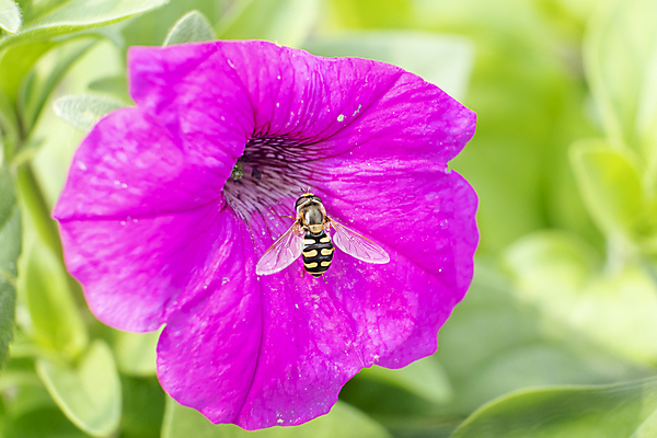포토 JPG 해외이미지 식물 동물 계절 꽃잎 꽃 분홍색 곤충 백그라운드 꽃무늬 자연 사람없음 야외 장식 초록색 컬러풀 뷰티 평화 환경 정원 보라색 봄 활발 성장 벚꽃 흰색 신선 원예 꽃가루 꿀 내추럴 돌봄 호박벌 피튜니아 해외포토 컬러 컨셉 무늬 모션 취미 벌_곤충 가루 생태계 파일형식 이미지허브