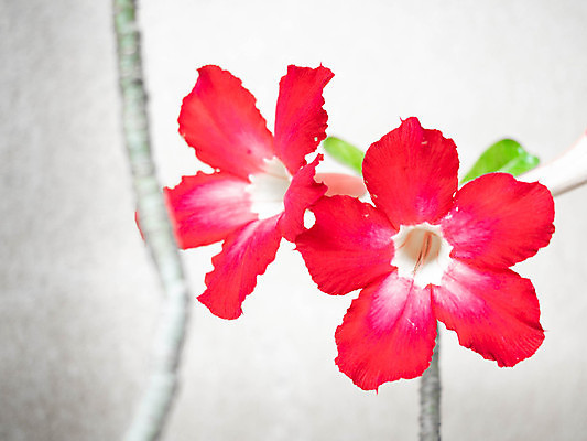 포토 JPG 해외이미지 나무 식물 꽃잎 꽃 분홍색 백그라운드 잎 꽃무늬 태국 자연 사람없음 빨간색 초록색 컬러풀 뷰티 장미 정원 봄 사막 성장 벚꽃 신선 개화 진달래 내추럴 해외포토 계절 아시아 컬러 무늬 생태계 파일형식 이미지허브