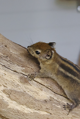 포토 JPG 해외이미지 나무 식물 동물 척추동물 응시 야생동물 백그라운드 포유류 자연 사람없음 야외 갈색 환경 봄 가을 농촌 황무지 설치류 숲 작음 환경보전 호기심 꼬리 다람쥐 내추럴 삼림지대 열대기후 해외포토 시선 계절 감정 컬러 컨셉 시골 크기 사회이슈 생태계 파일형식 이미지허브