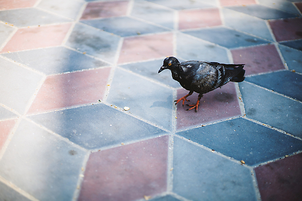 포토 JPG 해외이미지 동물 1 계절 공원 야생동물 빵 백그라운드 날개 자연 조류 휴식 거리 바닥 서기 사람없음 야외 빛 반려동물 평화 걷기 환경 검은색 봄 산책로 회색 자유 조약돌 바위 도시 보행로 타일 깃털 비둘기 부리 장면 내추럴 동물상 땅바닥 무료 콘크리트 해외포토 공공시설 길 음식 컬러 컨셉 모션 조형물 돌_바위 생태계 파일형식 이미지허브