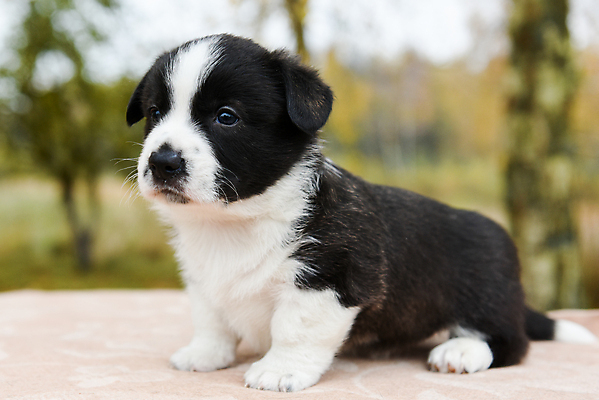 포토 JPG 해외이미지 서기 사람없음 반려동물 귀여움 개 강아지 해외포토 동물 컨셉 포유류 모션 파일형식 이미지허브