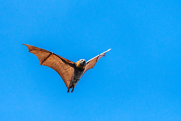 포토 JPG 해외이미지 나무 동물 공원 아시아 야생동물 백그라운드 날개 과일 포유류 자연 하늘 사람없음 야외 세로 파란색 머리 검은색 할로윈 자유 튀김 오픈 호주 야간 설치류 신비 열대우림 인도인 여우 박쥐 시드니 거인 흡혈귀 무료 이국적 집게발 혼자 해외포토 자연요소 외국인 식물 공공시설 나라 음식 컬러 컨셉 동양인 신체부위 오세아니아 숲 생태계 파일형식 이미지허브