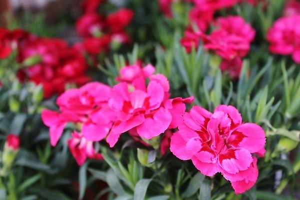 포토 JPG 해외이미지 식물 꽃 꽃무늬 자연 사람없음 정원 카네이션 내추럴 해외포토 무늬 생태계 파일형식 이미지허브