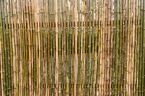 포토 JPG 해외이미지 나무 식물 전통 아시아 선 벽 백그라운드 패턴 자연 벽지 주택 프레임 사람없음 목재 장식 울타리 갈색 노란색 우주 정원 줄무늬 나뭇가지 막대기 그룹 황금 널 대나무 유기농 질감 내추럴 그런지 옛날 줄서기 해외포토 웰빙 나라 컬러 무늬 재료 모션 건물 담장 생태계 파일형식 이미지허브