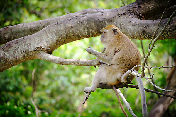 포토 JPG 해외이미지 나무 동물 야생동물 잎 과일 장난 태국 자연 매달리기 앉기 사람없음 초록색 갈색 원숭이 당기기 숲 모피 먹기 읽기 그네 오르기 보케 팔 솜털 떠남 진짜 해외포토 식물 아시아 컬러 포유류 모션 신체부위 생태계 파일형식 이미지허브