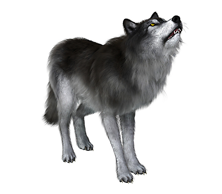 포토 JPG 해외이미지 동물 척추동물 야생동물 북아메리카 일러스트 포유류 자연 생물 종류 사람없음 3D 남아메리카 치아 흰배경 그림 육식동물 멸종 선사시대 송곳니 고립 해외일러스트 백그라운드 아메리카 흰색 소화기관 역사 디지털합성 생태계 파일형식 이미지허브