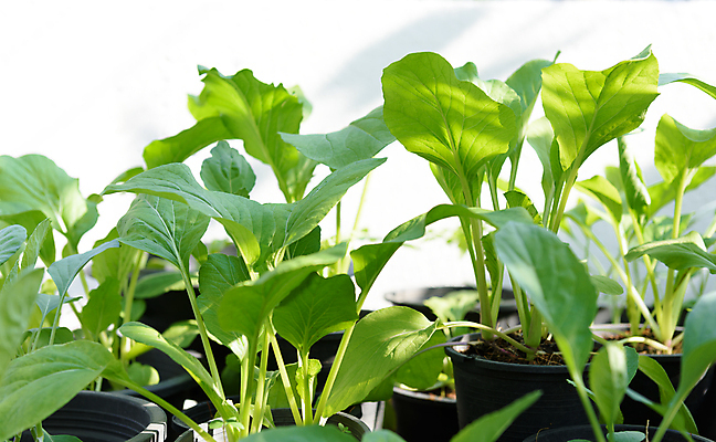 포토 JPG 해외이미지 식물 잡화 꽃 지구 음식 백그라운드 잎 농업 채소 자연 아침 주택 건강 사람없음 야외 초록색 빛 농장 세일 새싹 환경 정원 검은색 중국 흙 봄 수확 성장 신선 냄비 유기농 원예 날것 성분 내추럴 채소밭 떠남 모종 숙성 해외포토 주간 웰빙 계절 산업 아시아 컬러 밭 모션 취미 건물 솥 생태계 파일형식 이미지허브