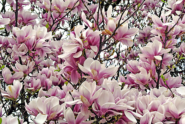 포토 JPG 해외이미지 주간 분홍색 사람없음 야외 봄 목련 해외포토 자연요소 계절 꽃 컬러 파일형식 이미지허브