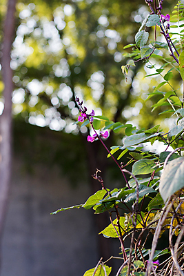 포토 JPG 해외이미지 식물 꽃잎 꽃 분홍색 꽃무늬 밭 자연 사람없음 초록색 여름 파란색 뷰티 정원 보라색 봄 벚꽃 개화 벌 제비꽃 라벤더 라일락 해외포토 계절 컬러 곤충 무늬 농업 허브 생태계 파일형식 이미지허브