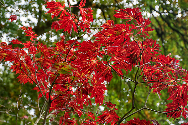 포토 JPG 해외이미지 나무 식물 계절 백그라운드 단풍 잎 자연 사람없음 장식 빨간색 파란색 정원 일본 활발 가을 흰색 나뭇가지 묘사 내추럴 해외포토 아시아 컬러 컨셉 생태계 파일형식 이미지허브