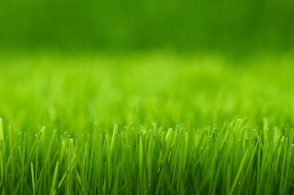 포토 JPG 해외이미지 식물 백그라운드 밭 자연 사람없음 초록색 농장 환경 봄 성장 신선 원예 내추럴 땅바닥 해외포토 계절 컬러 농업 바닥 취미 생태계 파일형식 이미지허브