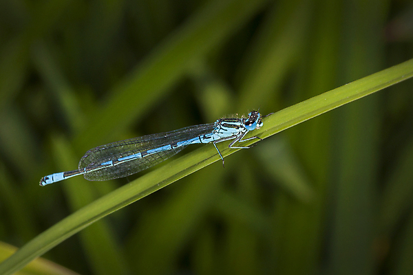 포토 JPG 해외이미지 식물 동물 1 꽃 야생동물 곤충 백그라운드 날개 자연 휴식 사람없음 야외 가로 여름 파란색 뷰티 정원 봄 닫기 잠자리 보호 원예 동물상 취급주의 해외포토 계절 컬러 컨셉 모션 경고 취미 조형물 생태계 파일형식 이미지허브