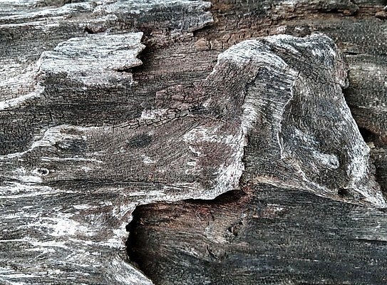 포토 JPG 해외이미지 나무 디자인 벽 백그라운드 패턴 부분 자연 탁자 표면 추상 바닥 프레임 건조 사람없음 목재 장식 가로 갈색 어둠 공백 골동품 소나무 판넬 거친 닫기 널 낟알 묘사 질감 복고 호두 내추럴 그런지 수목 엘리먼트 옛날 파케트 해외포토 식물 컬러 가구 무늬 재료 모션 견과류 생태계 파일형식 이미지허브