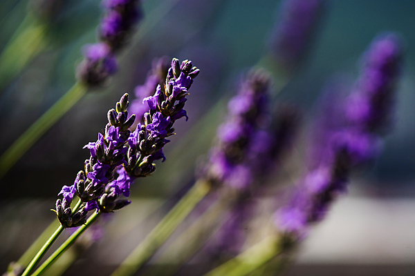 포토 JPG 해외이미지 주간 근접촬영 사람없음 야외 아웃포커스 라벤더 해외포토 자연요소 꽃 뷰포인트 촬영기법 허브 파일형식 이미지허브