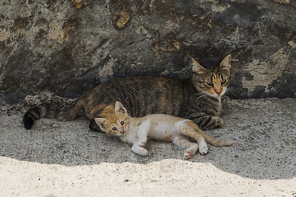 포토 JPG 해외이미지 동물 디자인 응시 행복 백그라운드 장난 포유류 주택 털 실내 사랑 사람없음 그래픽 반려동물 갈색 귀여움 검은색 고양이 우정 회색 흰색 잠 플랫 닫기 만화 모피 그림 얼룩무늬 솜털 거짓말 고립 기르기 유래 해외포토 시선 감정 컬러 컨셉 무늬 모션 내부 건물 친구 돌봄 파일형식 이미지허브