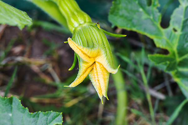포토 JPG 해외이미지 식물 여자 꽃 농업 과일 호박 사람없음 초록색 노란색 정원 벚꽃 신선 개화 내추럴 조롱박 해외포토 산업 컬러 채소 사람 파일형식 이미지허브