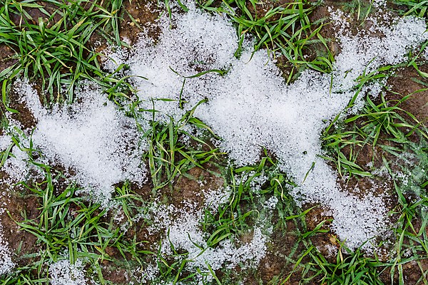 포토 JPG 해외이미지 식물 계절 겨울 밭 농업 자연 하늘 날씨 사람없음 야외 초록색 농작물 농장 농경지 새싹 환경 얼음 흙 추위 성장 시골 신선 닫기 12월 땅 시리얼 밀 유기농 1월 내추럴 밭일 줄서기 세련 해외포토 자연요소 웰빙 산업 음식 컬러 모션 곡류 날짜 생태계 파일형식 이미지허브