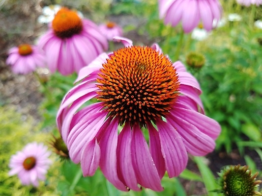 포토 JPG 해외이미지 식물 꽃잎 꽃 분홍색 잎 오렌지 자연 사람없음 야외 초록색 봄 벚꽃 개화 해외포토 계절 컬러 과일 생태계 파일형식 이미지허브