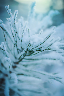 포토 JPG 해외이미지 나무 계절 백그라운드 겨울 사람없음 초록색 얼음 추위 흰색 나뭇가지 온도 눈보라 폭설 눈내림 가문비나무 해외포토 자연요소 식물 컬러 눈_날씨 자연재해 파일형식 이미지허브
