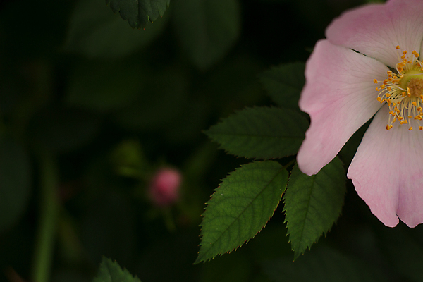 포토 JPG 해외이미지 식물 1 꽃잎 꽃 분홍색 잎 자연 사람없음 야외 초록색 여름 울타리 장미 정원 벚꽃 오픈 개화 우아함 약초 꽃집 허브 관목 싱글 원예 향기 냄새 심플 고립 해외포토 나무 계절 컬러 컨셉 취미 담장 상점 풀_식물 생태계 파일형식 이미지허브