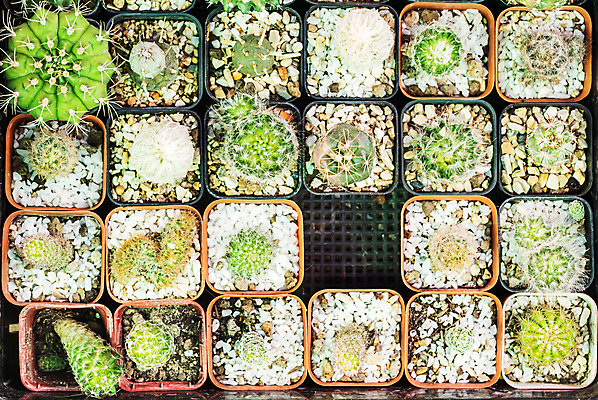 포토 JPG 해외이미지 모양 식물 화분 잎 꽃무늬 농업 자연 선인장 사람없음 장식 초록색 농장 정원 성장 신선 원예 스파이크 내추럴 해외포토 꽃 산업 컬러 무늬 취미 생태계 파일형식 이미지허브