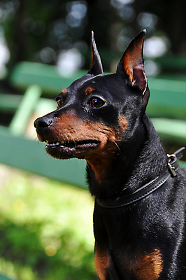 포토 JPG 해외이미지 공원 벤치 앉기 사람없음 야외 반려동물 개 미니어처핀셔 해외포토 동물 공공시설 의자 포유류 모션 파일형식 핀셔 이미지허브