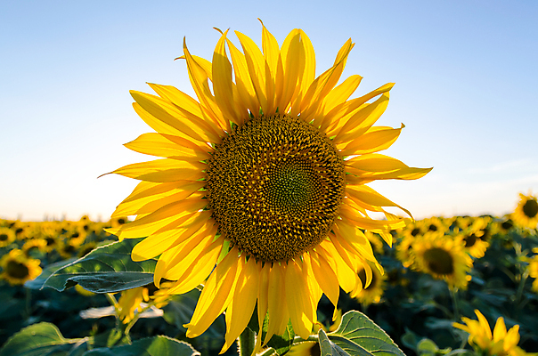 포토 JPG 해외이미지 주간 밭 하늘 해바라기 사람없음 야외 아웃포커스 농장 해외포토 자연요소 꽃 농업 촬영기법 파일형식 이미지허브