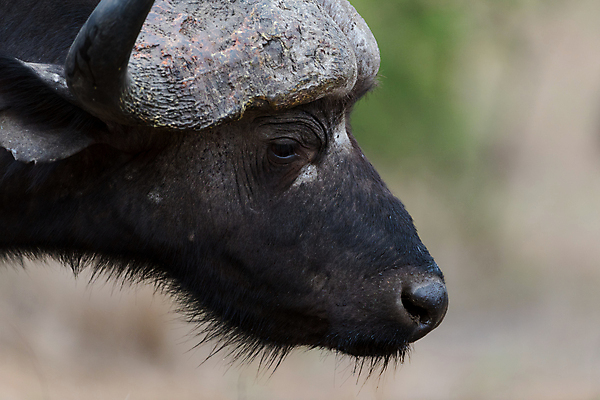 포토 JPG 해외이미지 동물 공원 여자 야생동물 곡선 포유류 가족 아프리카 자연 초식동물 생물 함께함 뿔 사람없음 야외 가로 머리 검은색 게임 소 군중 큼 방목 망토 사파리 황소 서식지 내추럴 남아프리카 동물상 찰과상 해외포토 공공시설 나라 선 컬러 컨셉 관계 놀이 사람 신체부위 조형물 축산업 상처 크기 생태계 파일형식 이미지허브