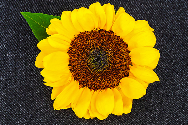 포토 JPG 해외이미지 식물 계절 꽃잎 꽃 행복 백그라운드 잎 꽃무늬 농업 오렌지 자연 해바라기 사람없음 초록색 여름 태양 뷰티 노란색 머리 환경 정원 맑음 어둠 활발 벚꽃 원형 닫기 가득함 오브젝트 싱글 원예 내추럴 고립 해외포토 자연요소 도형 감정 산업 컬러 컨셉 무늬 과일 모션 날씨 취미 신체부위 생태계 파일형식 이미지허브