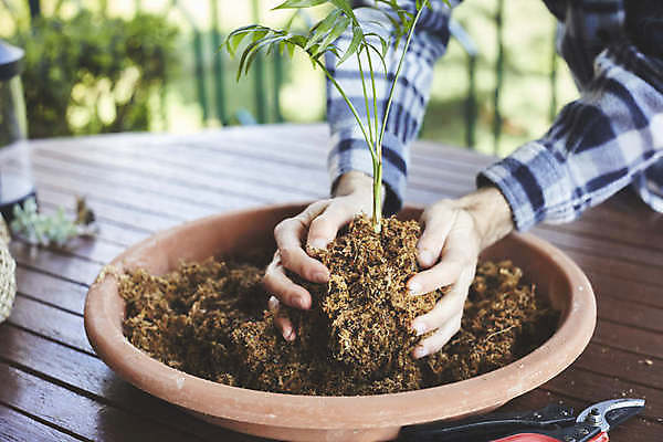 포토 JPG 해외이미지 식물 손 꽃 음식 백그라운드 잎 꽃무늬 농업 재료 공 자연 넥타이 건강 이끼 사람없음 장식 초록색 환경 정원 일본 흙 회색 수확 성장 신선 원형 유기농 원예 분재 내추럴 생태학 채식주의자 해외포토 도형 나무 웰빙 잡화 교육 산업 아시아 컬러 무늬 취미 신체부위 생태계 채식 파일형식 이미지허브